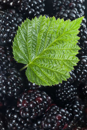 blackberry with green leaf