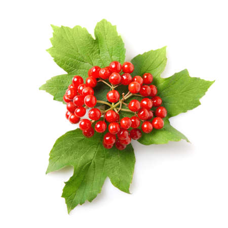 Berries of red Viburnum with leaves isolated on white 
