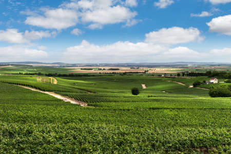 Vineyard landscape, Montagne de Reims, Franceの写真素材
