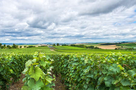 Vineyard landscape, Montagne de Reims, Franceの写真素材