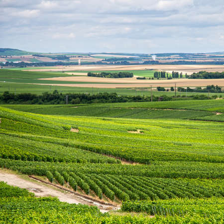 Vineyard landscape, Montagne de Reims, Franceの写真素材