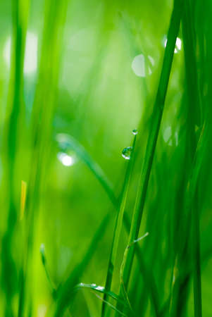 drop on grass and green background with natural bokeh, soft focusの写真素材
