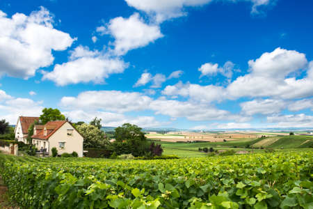 Vineyard landscape, Montagne de Reims, Franceの写真素材