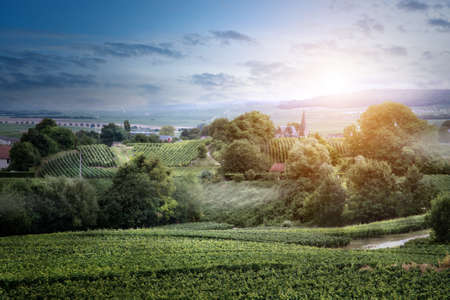 Sunrise on vineyard , Montagne de Reims, Franceの写真素材