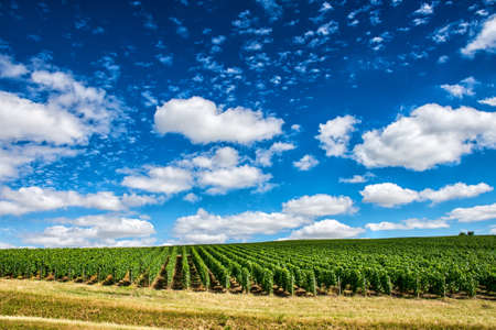 Vineyard landscape, Montagne de Reims, Franceの写真素材