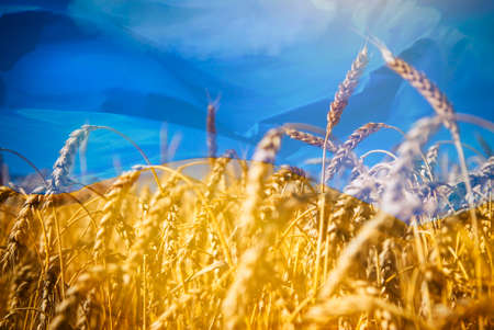 Flag of Ukraine and field of gold wheat under blue skyの写真素材
