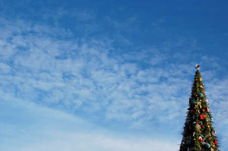 christmas fir against skyの写真素材