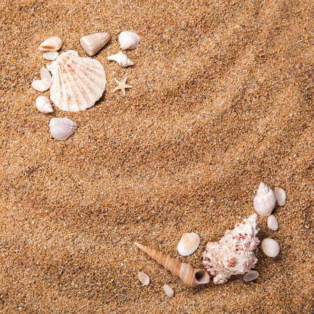 background of various shells on sand. Top view