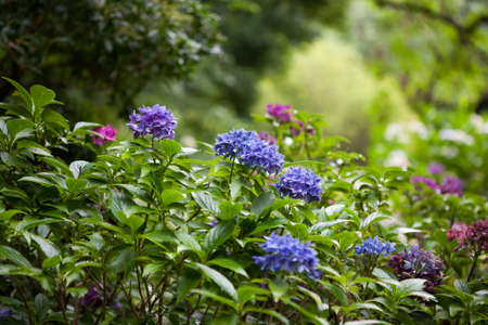 color hydrangea flowers in summer gardenの写真素材