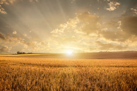 Golden wheat field on sunsetの写真素材