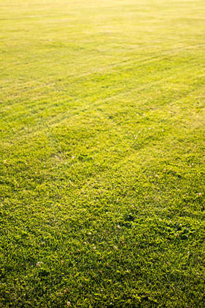 green cutted grass background on golf field, natural image without any postproductionの写真素材