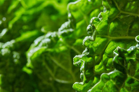 Texture of green leaf of cabbage savoy