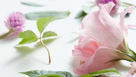 Various soft roses and leaves scattered on a white background, overhead viewの写真素材