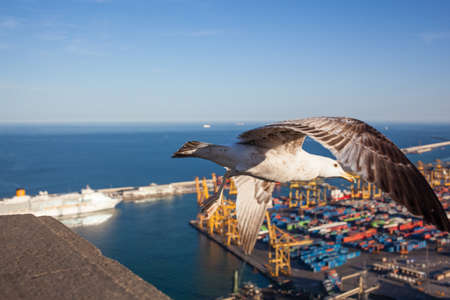 Seagull with view over Barcelonaの写真素材