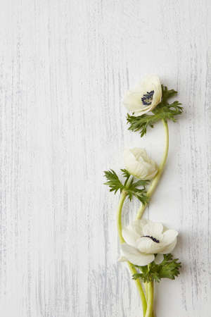 Valentine's Day concept. White flowers with green leaves represented over white wooden background may be used for Valentine post card.の写真素材