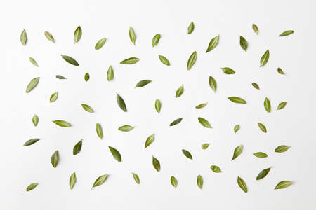 background of green leaves