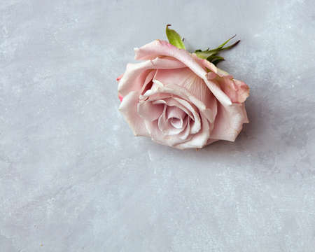 Pink rose budsの写真素材