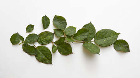 Floral composition with green leaves