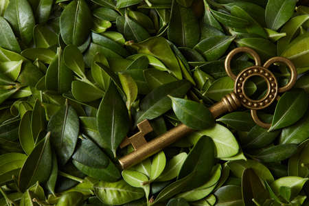 Green leaves and keyの写真素材