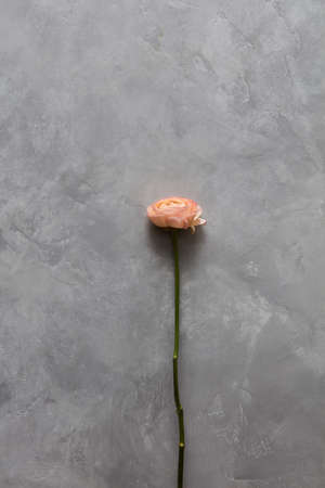 One rose represented on background