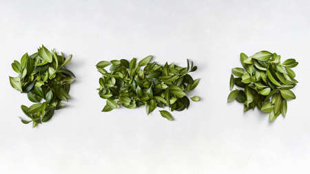 Punctuation marks from green leaves