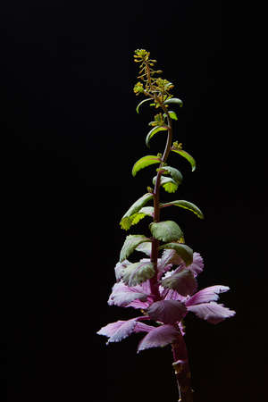 Blooming cabbage over black background