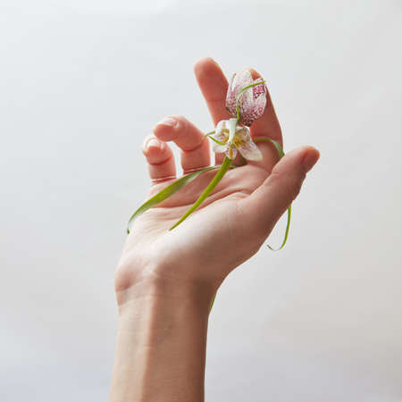 Hand with flower over whiteの写真素材