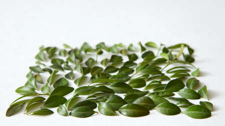 Green leaves and white background
