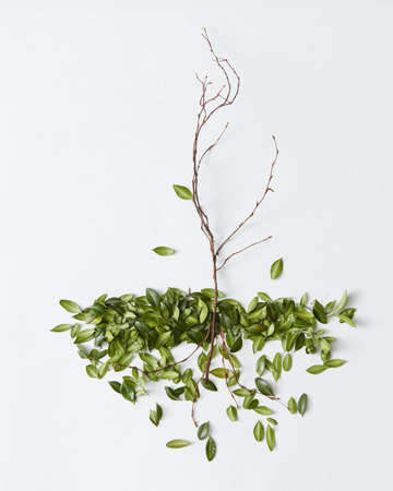 Branch with fallen leaves