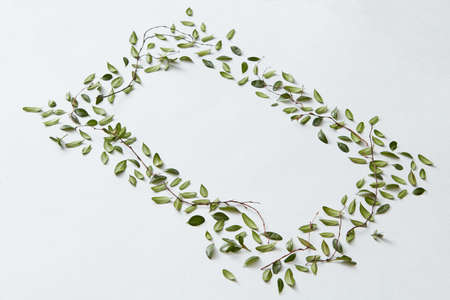 Green leaves and white backgroundの写真素材