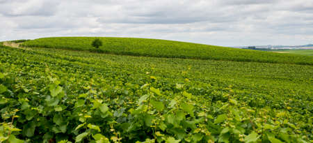 Vineyard landscape in Franceの写真素材