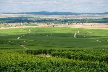 Vineyard landscape in Franceの写真素材