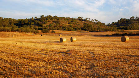 Stack of hayの写真素材