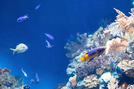 many Fish on the coral reef