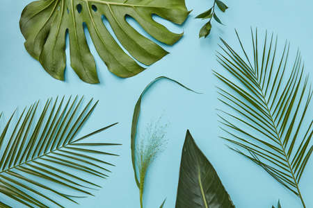 Green leaves isolatedの写真素材