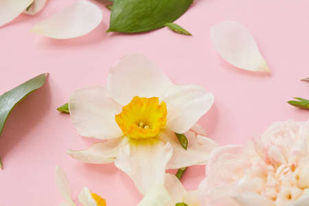 White flowers covering backgroundの写真素材