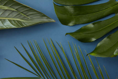 Green leaves isolatedの写真素材