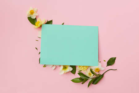 Postcard covering flowers narcissus and leaves on a pink background, with copy space. Flat layの写真素材
