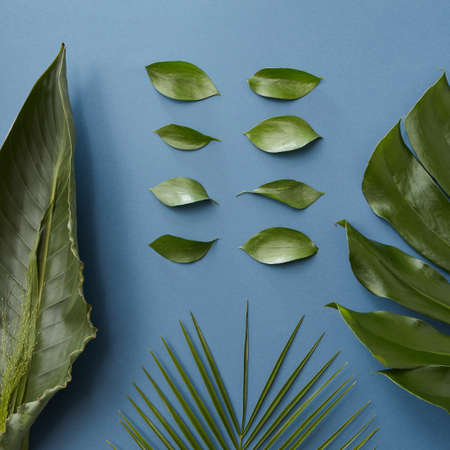 collection of leaves on a dark blue background. Flat lay