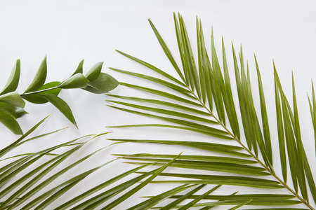 Green leaves border with copy spaceの写真素材