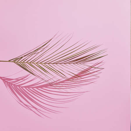 Tropical Palm Leaf