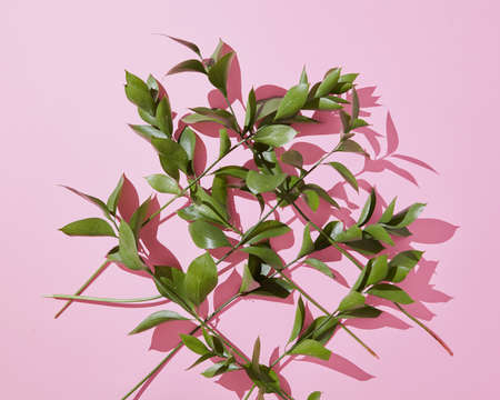 Branches leaves on a pink background.の写真素材