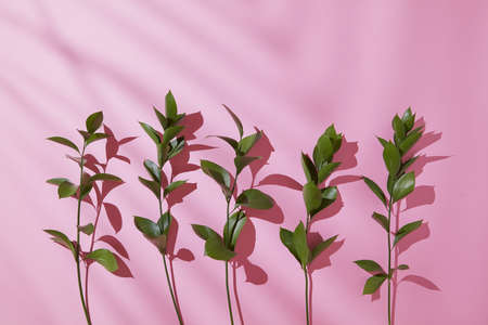 Branches leaves on a pink background.の写真素材