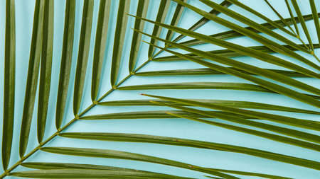 Palm leaves on blue backgroundの写真素材