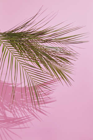 On a pink background a palm leaf with a place under the textの写真素材