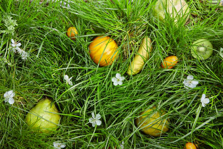 White flowers and fruits on grassの写真素材