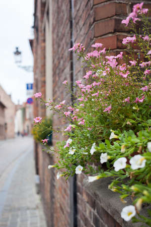 beautiful flowers on the balconies in Brugesの写真素材