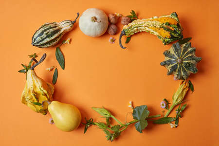 A round frame made of autumnal pumpkins
