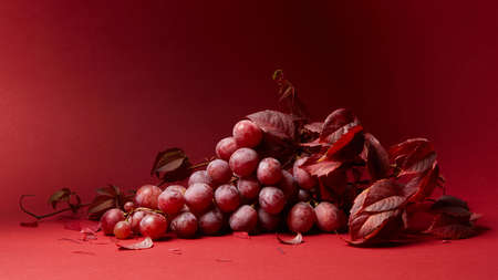 grape leaves and a bunch of ripe red grapes on a red backgroundの写真素材