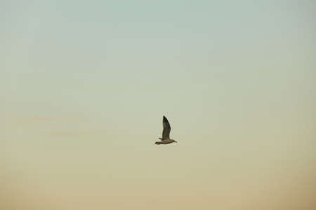 the seagull is flying in the sky